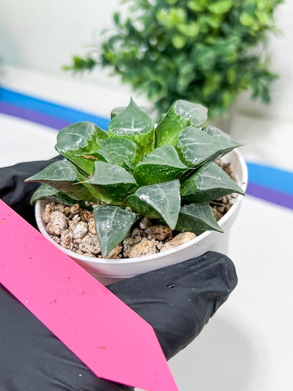 Haworthia Muke (H4G) | Imported Succulent | Hong Kong Rare Species