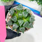 Haworthia Muke (H4G) | Imported Succulent | Hong Kong Rare Species