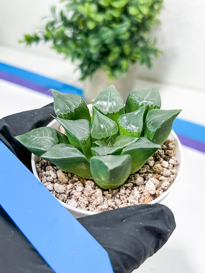 Haworthia Muke (H4G) | Imported Succulent | Hong Kong Rare Species