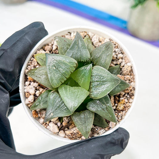 Haworthia Hongwenshou (H4A) | Only a few left—don’t miss out