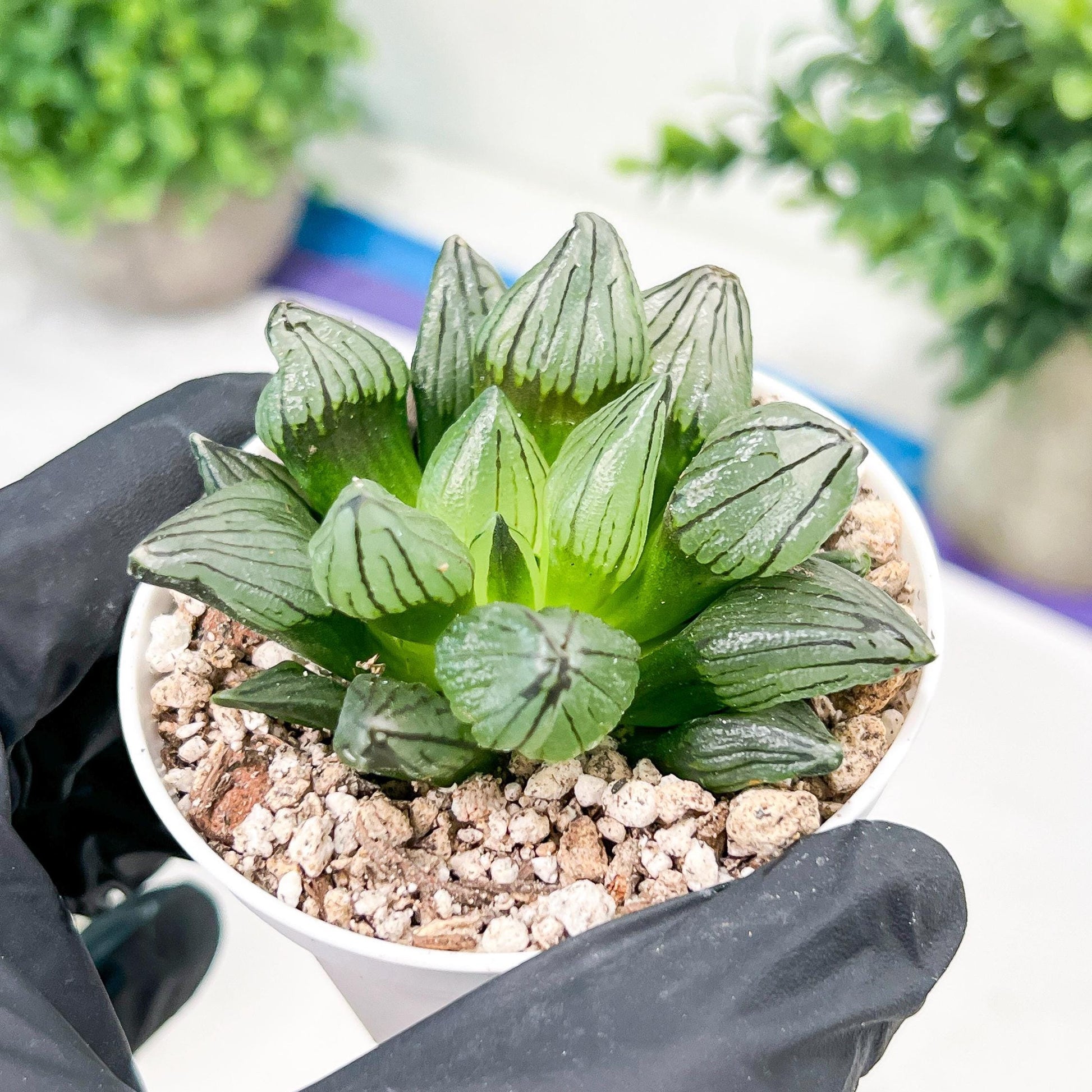 Haworthia watermelon longevity or Xigua Shou (H4B) | Imported Succulent | Hong Kong Rare Species