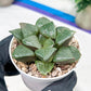 Haworthia Melon Island or Xianggua Dao (H4F) | hard to find in the US