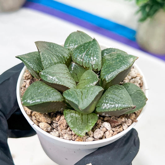 Haworthia Melon Island or Xianggua Dao (H4F) | hard to find in the US