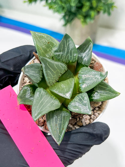 Haworthia Afang Gong (H5A) | Imported Succulent