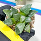 Haworthia Afang Gong (H5A) | Imported Succulent