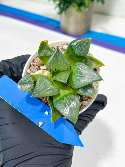 Haworthia Afang Gong (H5A) | Imported Succulent