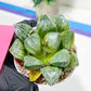 Haworthia Tangcao (H5C) | Imported Succulent