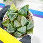 Haworthia Tangcao (H5C) | Imported Succulent