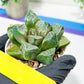 Haworthia Tangcao (H5C) | Imported Succulent