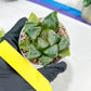 Haworthia Tangcao (H5C) | Imported Succulent