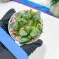 Haworthia Tangcao (H5C) | Imported Succulent