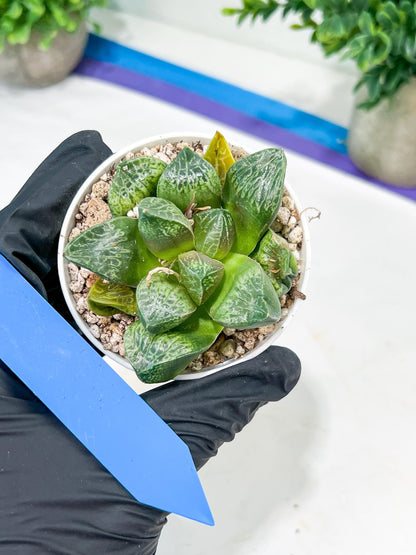 Haworthia Tangcao (H5C) | Imported Succulent