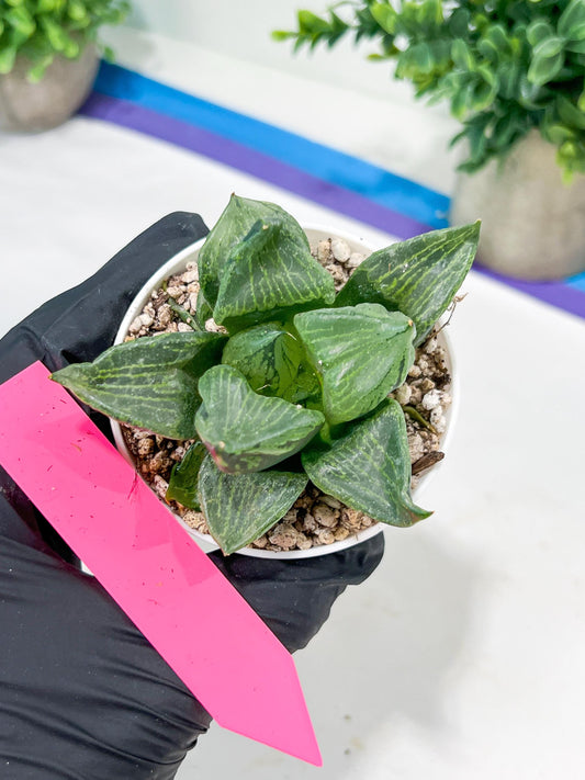 Haworthia Guo Ban Nuo (H5D) | This rare import won’t be here for long