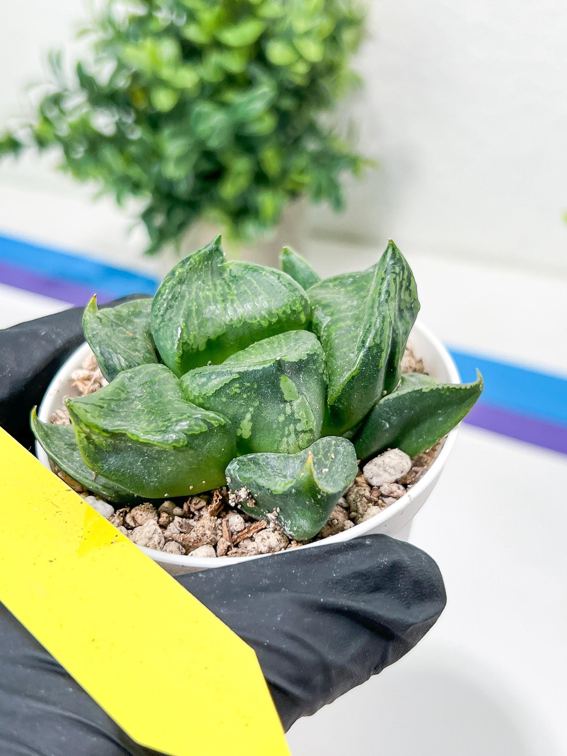 Haworthia Guo Ban Nuo (H5D) | Imported Succulent