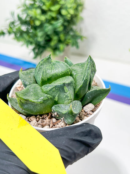 Haworthia Guo Ban Nuo (H5D) | Imported Succulent
