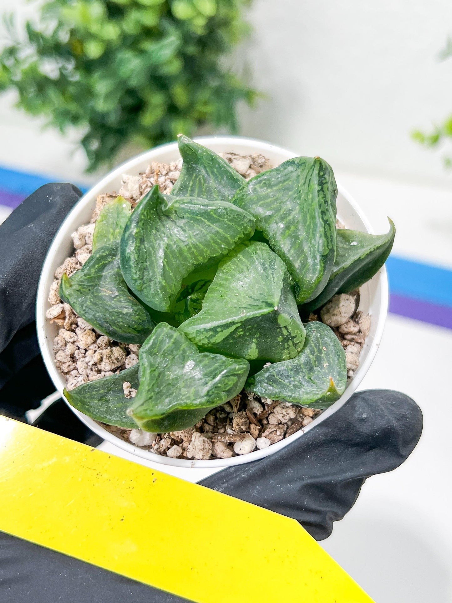 Haworthia Guo Ban Nuo (H5D) | Imported Succulent