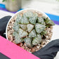 Haworthia Xuejing Se (H5E) | Imported Succulent | Hong Kong Rare Species