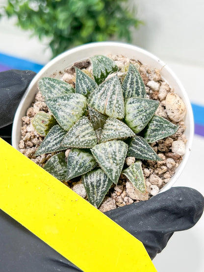 Haworthia Xuejing Se (H5E) | Imported Succulent | Hong Kong Rare Species
