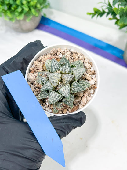 Haworthia Xuejing Se (H5E) | Imported Succulent | Hong Kong Rare Species