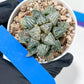 Haworthia Xuejing Se (H5E) | Imported Succulent | Hong Kong Rare Species