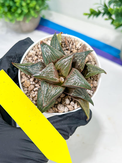 Haworthia Huo Zhi Niao (H5F) | Rare import