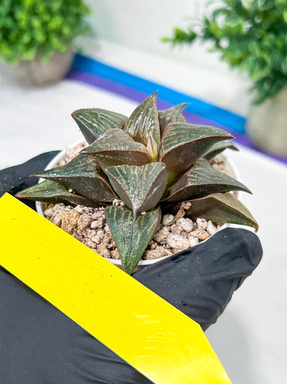 Haworthia Huo Zhi Niao (H5F) | Rare import
