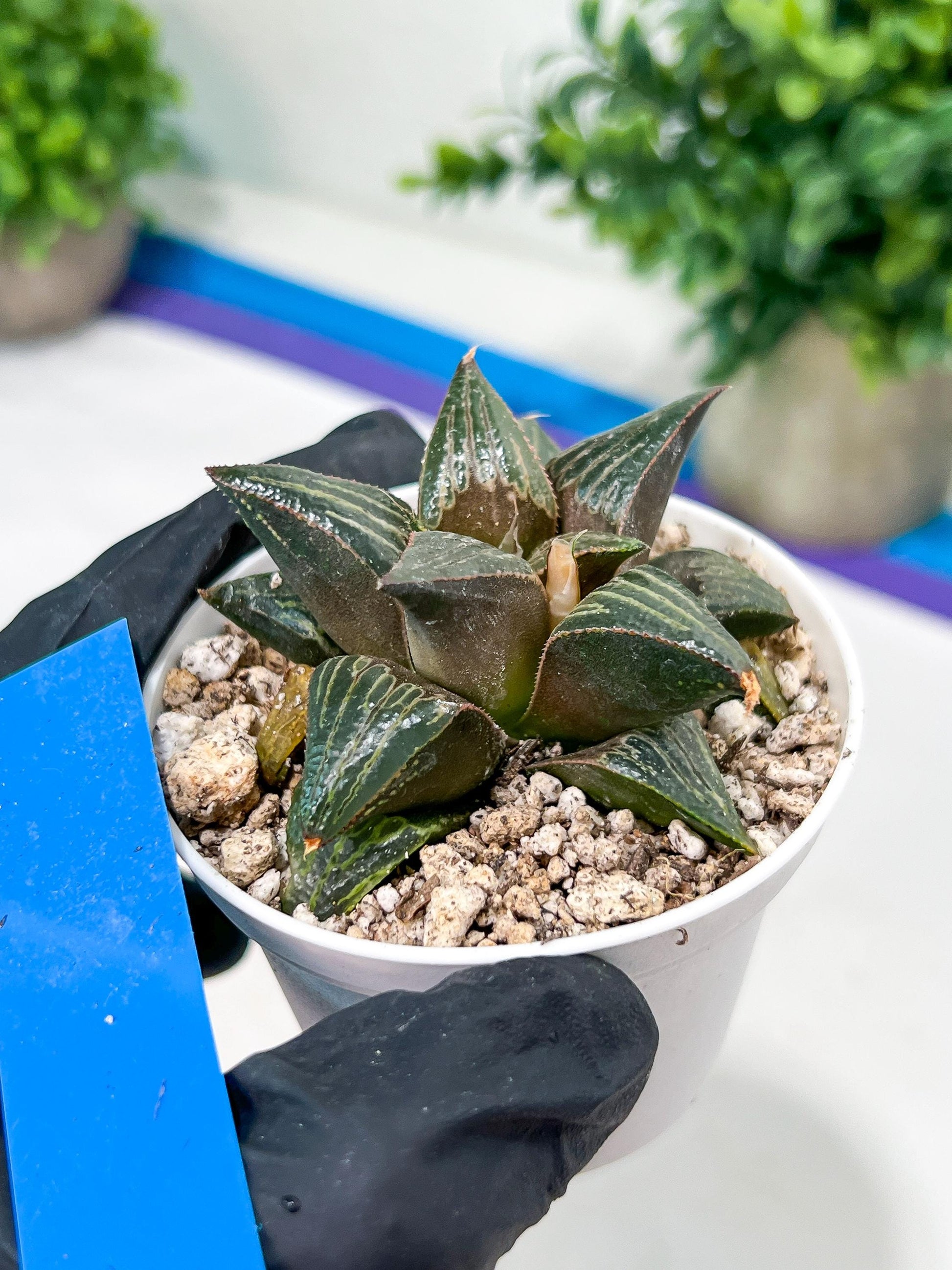 Haworthia Huo Zhi Niao (H5F) | Rare import