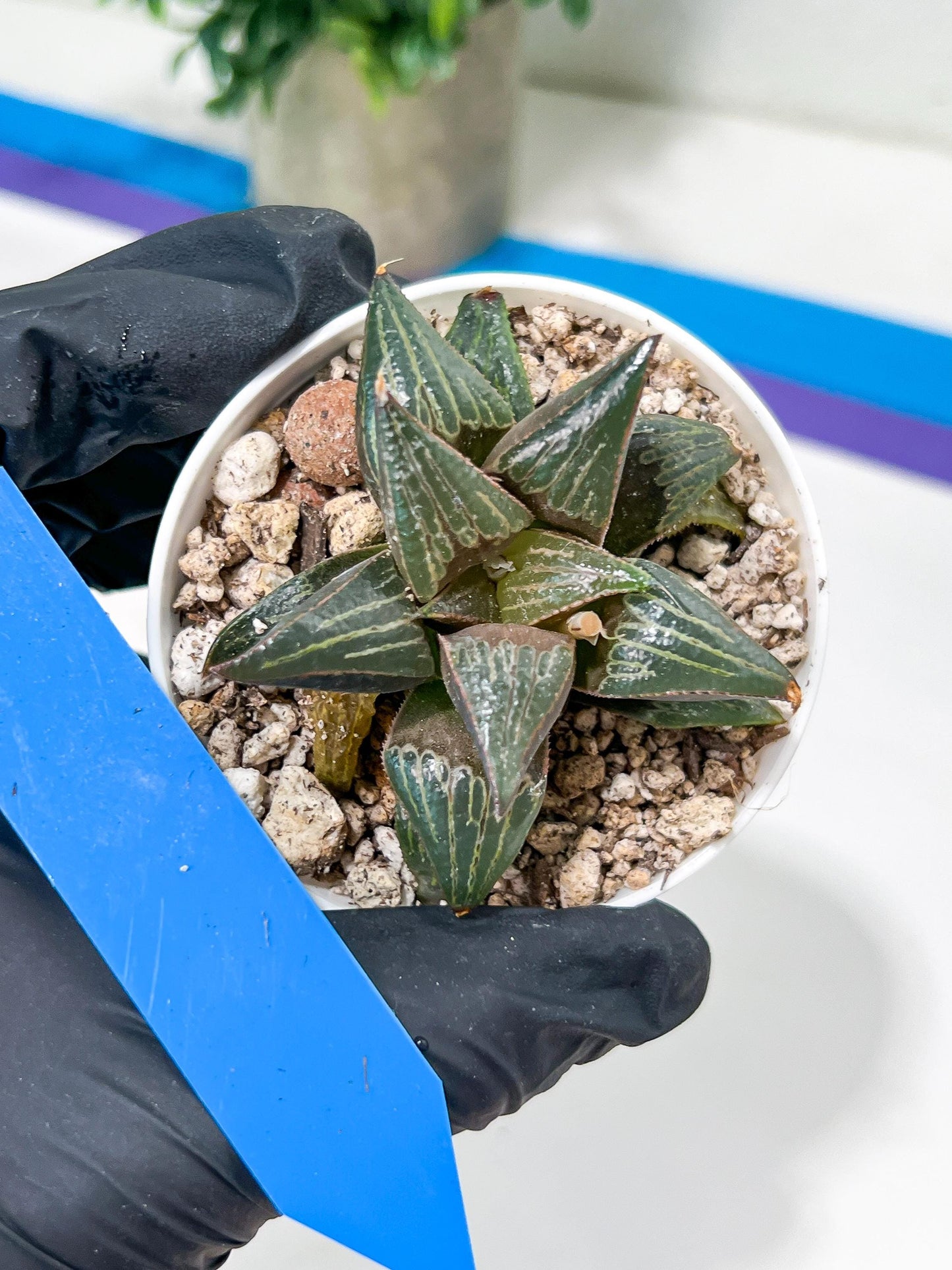 Haworthia Huo Zhi Niao (H5F) | Rare import
