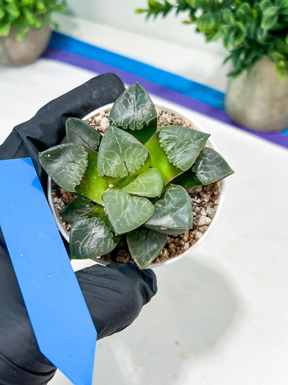Haworthia Huo Fenghuang (H5B) | Imported Succulent | Hong Kong Rare Species