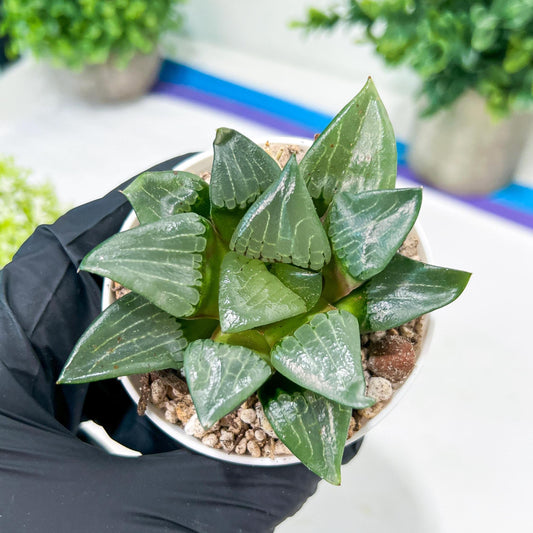 Haworthia Afang Gong (H5A) | Your collection deserves this beauty