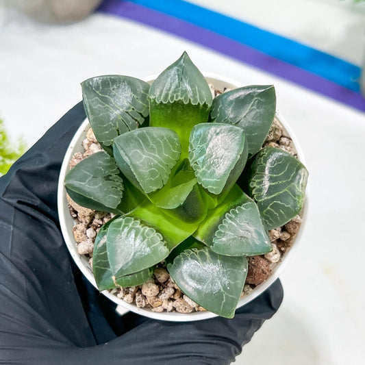 Haworthia Huo Fenghuang (H5B) | Imported Succulent | Hong Kong Rare Species