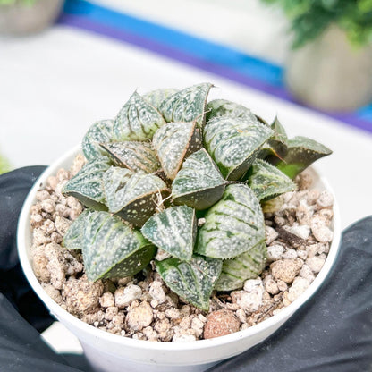 Haworthia Xuejing Se (H5E) | Imported Succulent | Hong Kong Rare Species