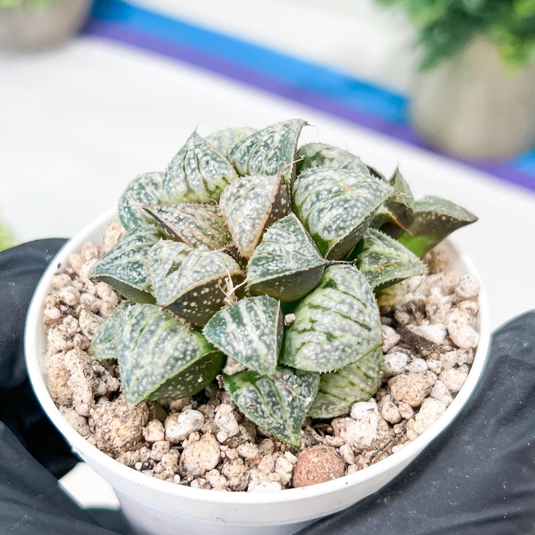 Haworthia Xuejing Se (H5E) | Imported Succulent | Hong Kong Rare Species
