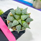 Haworthia Silver or Baiyin (H6A) | Imported Succulent