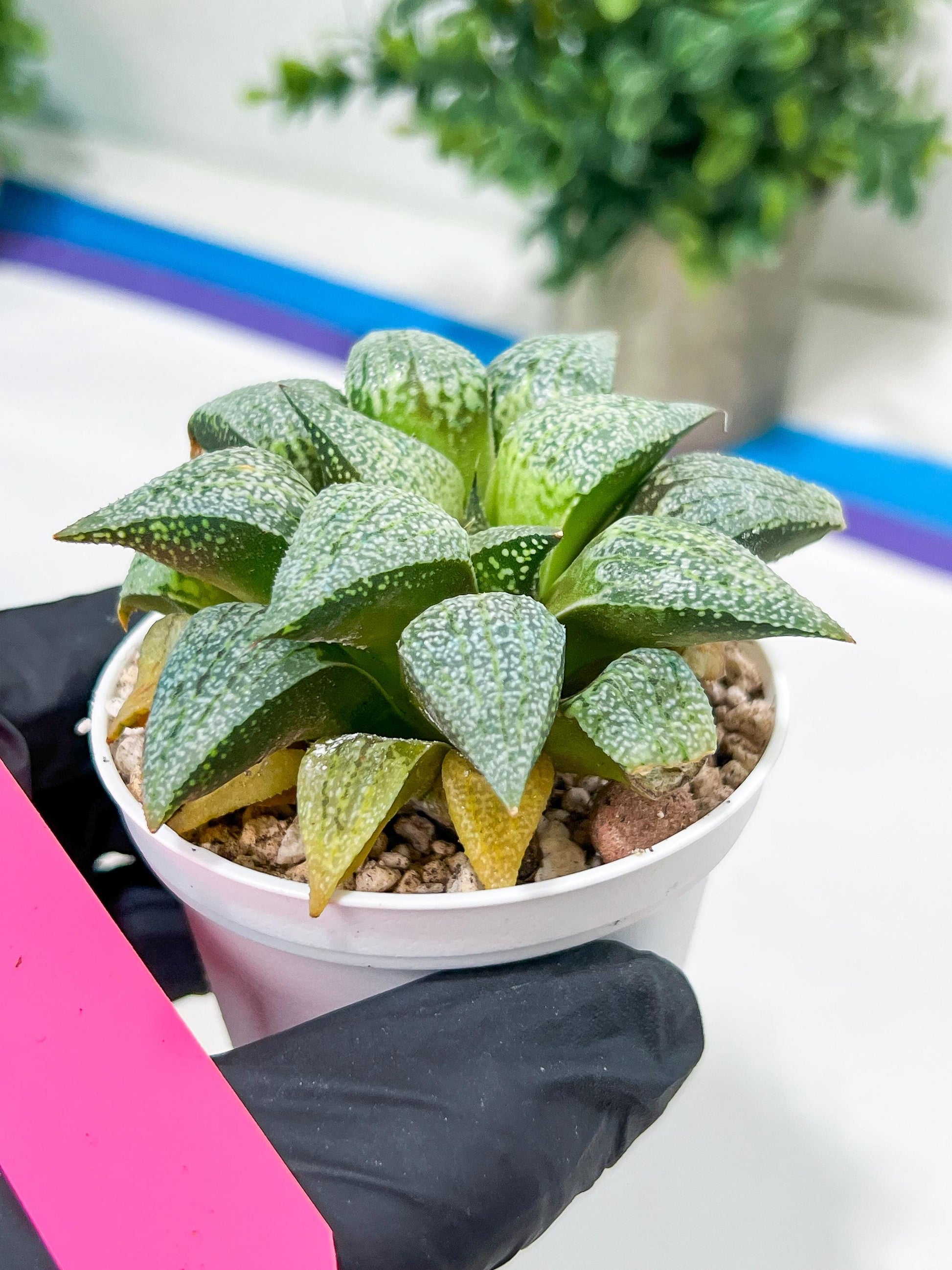 Haworthia Silver or Baiyin (H6A) | Imported Succulent
