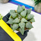 Haworthia Silver or Baiyin (H6A) | Imported Succulent