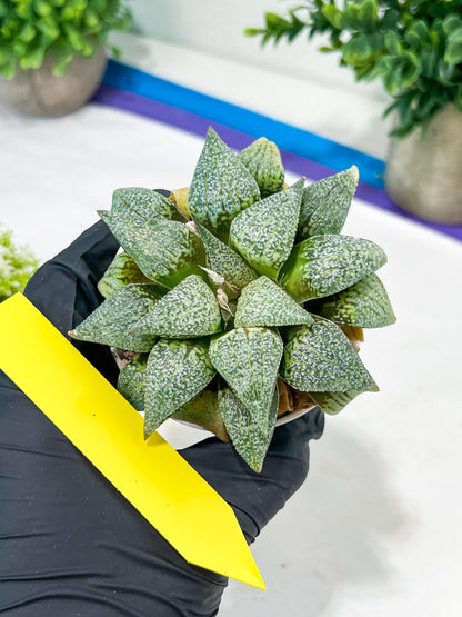 Haworthia Silver or Baiyin (H6A) | Imported Succulent