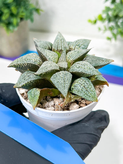 Haworthia Silver or Baiyin (H6A) | Imported Succulent