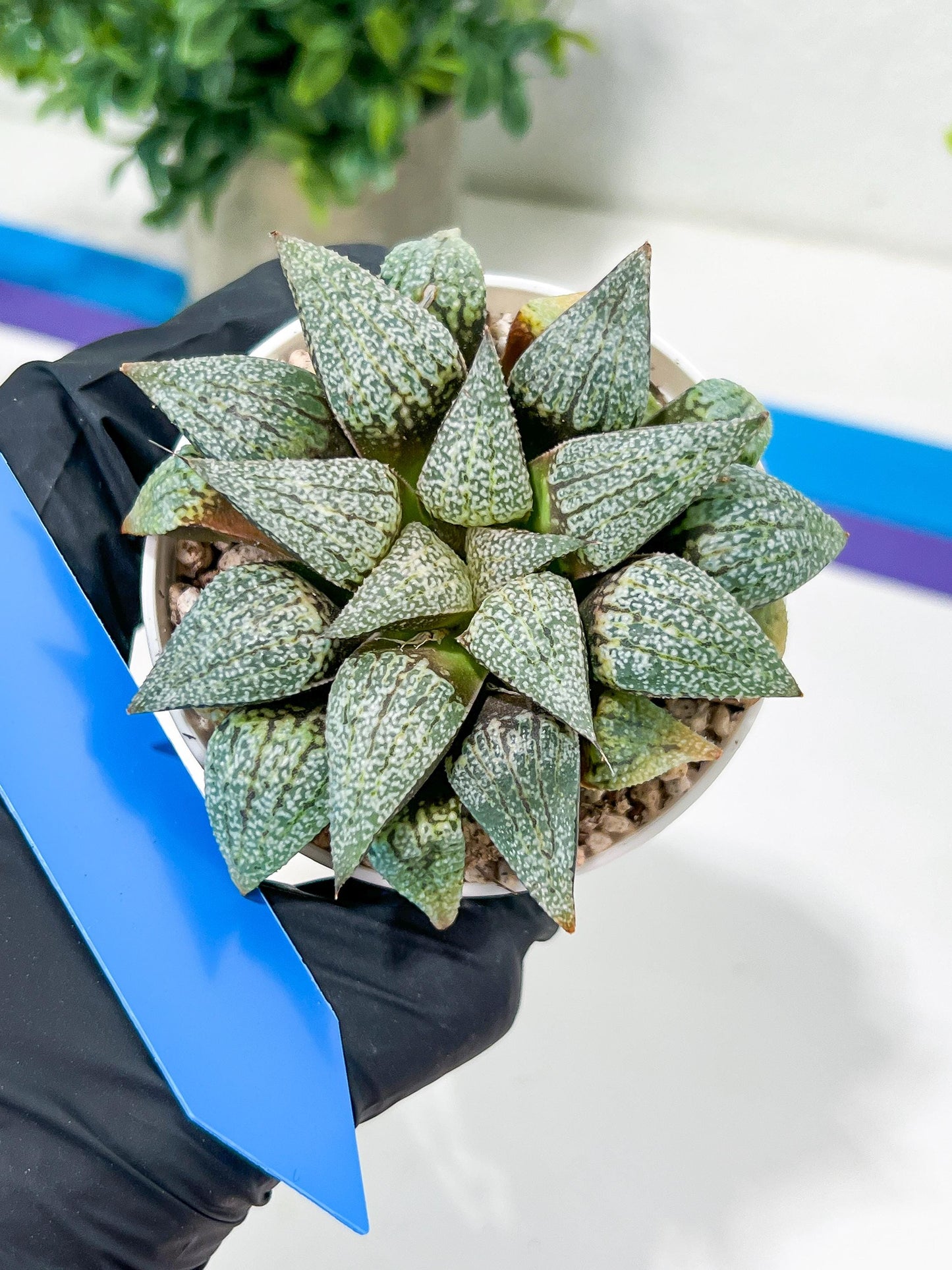 Haworthia Silver or Baiyin (H6A) | Imported Succulent