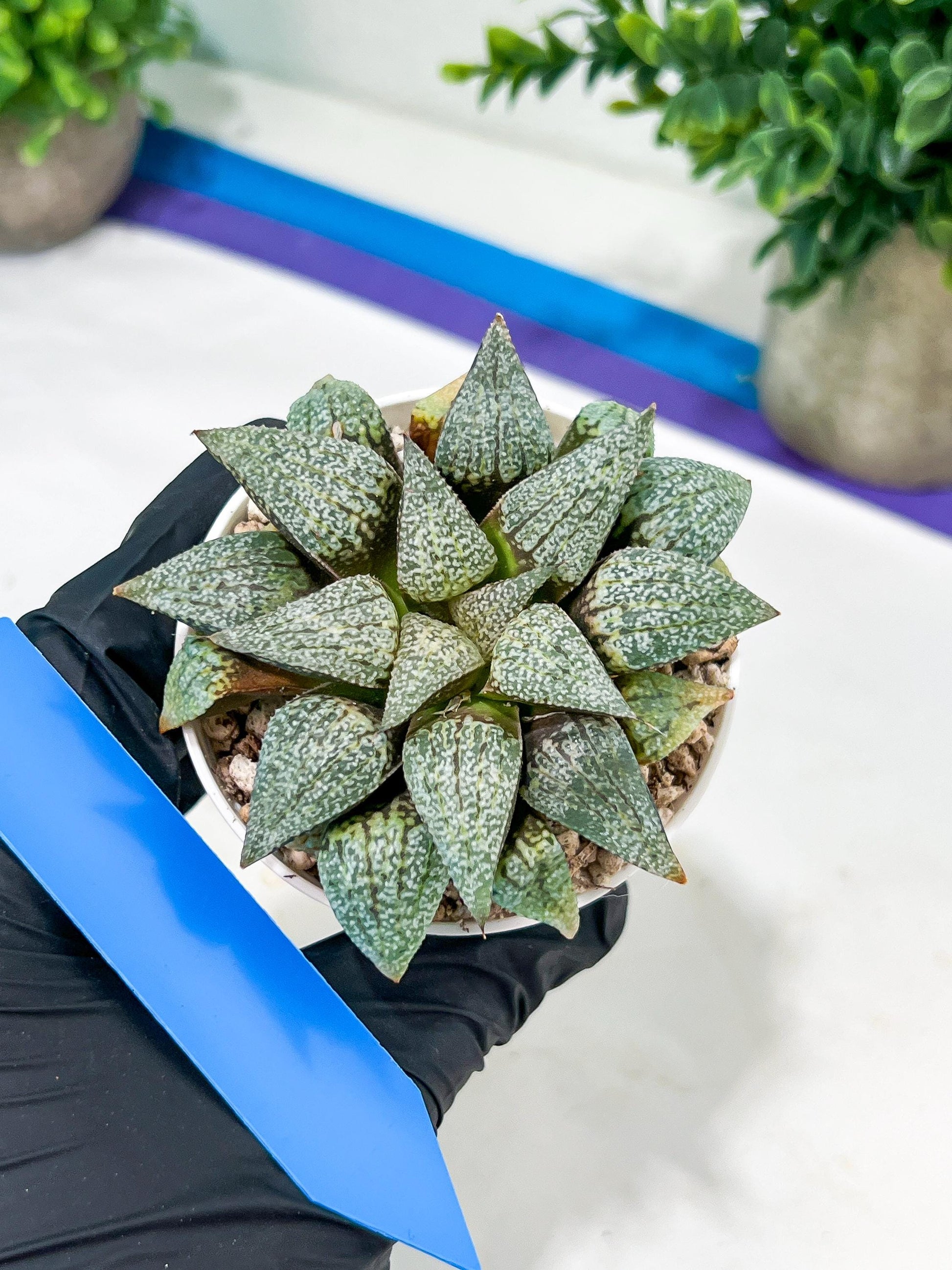 Haworthia Silver or Baiyin (H6A) | Imported Succulent
