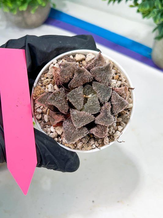 Haworthia Juweicheng (H6C) | Imported