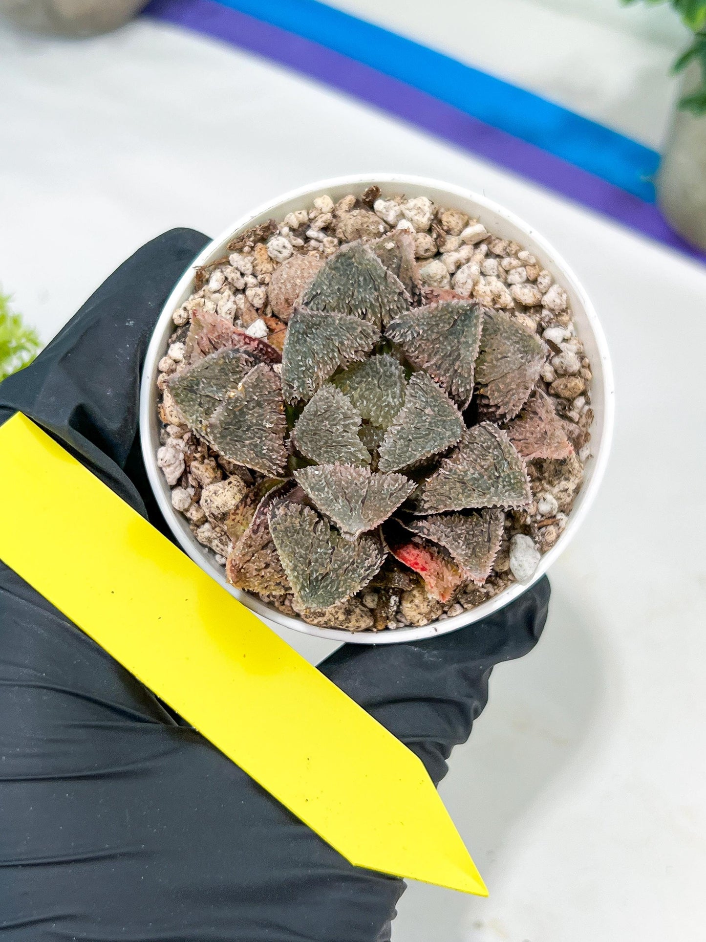 Haworthia Juweicheng (H6C) | Imported Succulent
