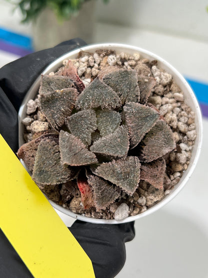 Haworthia Juweicheng (H6C) | Imported Succulent