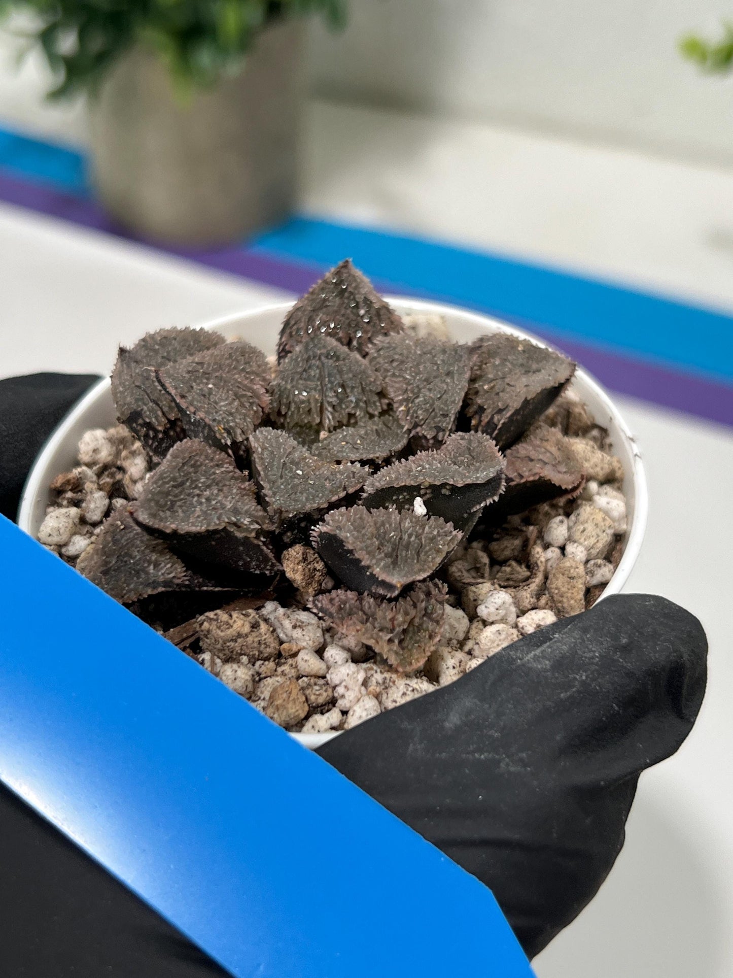 Haworthia Juweicheng (H6C) | Imported Succulent