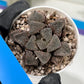 Haworthia Juweicheng (H6C) | Imported Succulent
