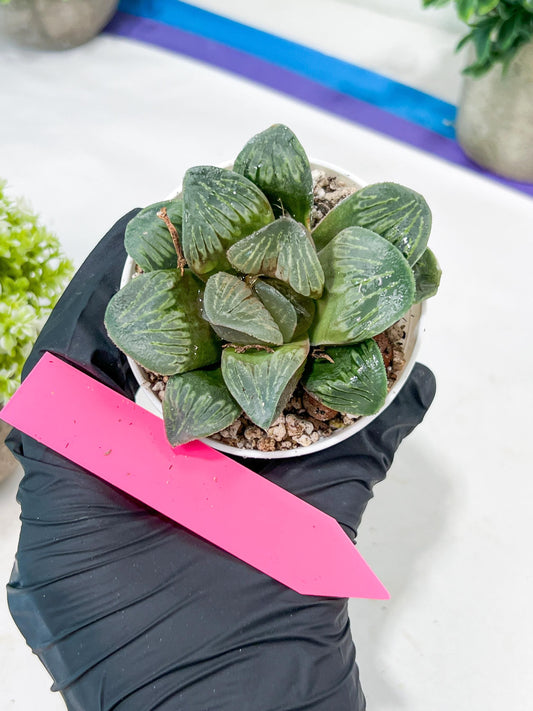 Haworthia White Widow or Bai Guafu (H6G) | Rare Find