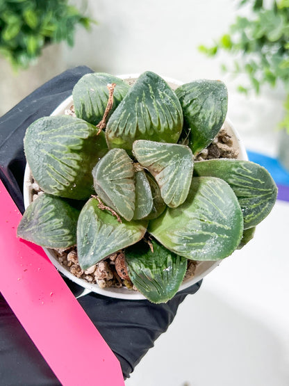 Haworthia White Widow or Bai Guafu (H6G) | Imported Succulent