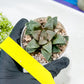 Haworthia White Widow or Bai Guafu (H6G) | Imported Succulent