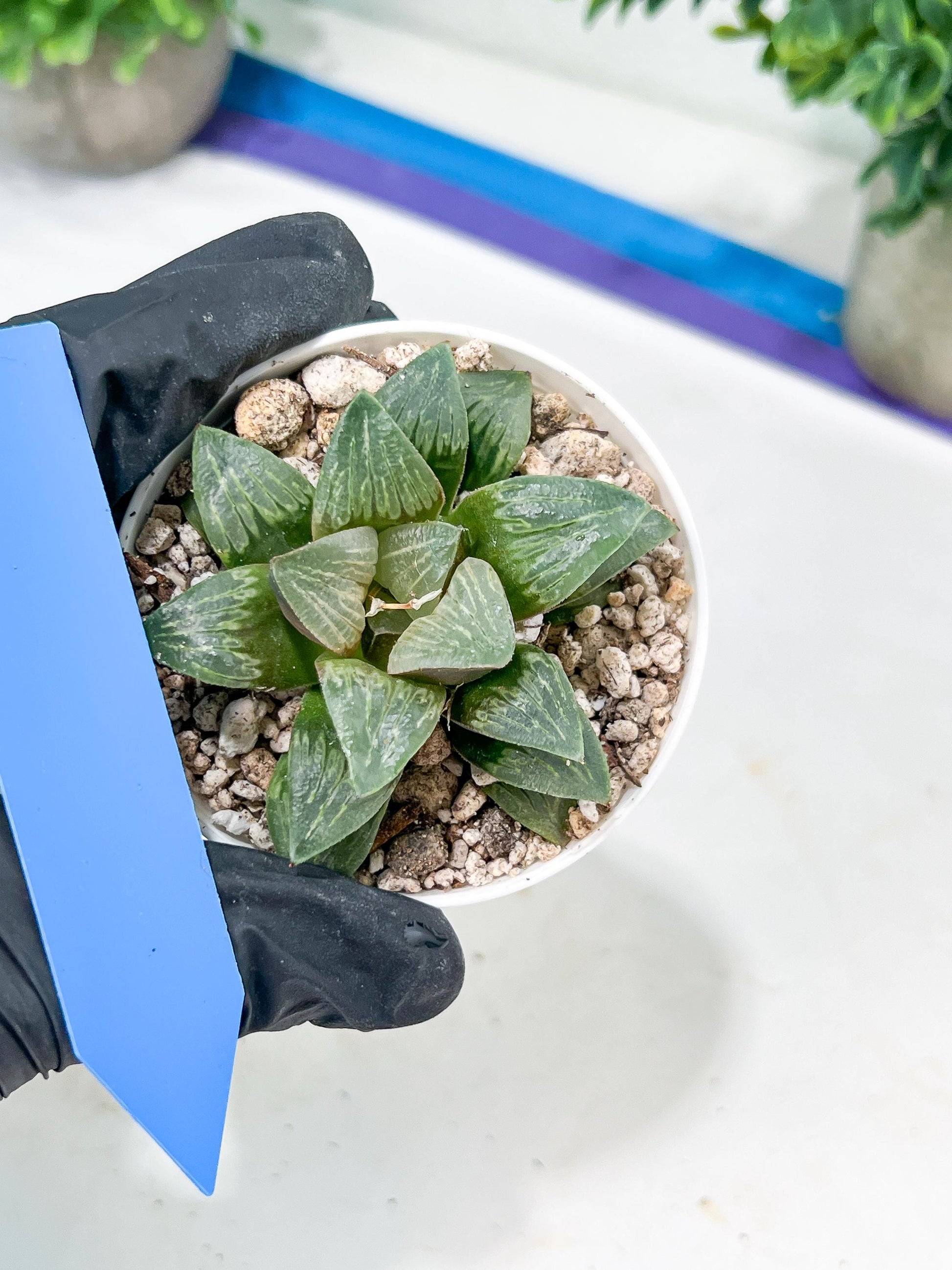 Haworthia White Widow or Bai Guafu (H6G) | Imported Succulent