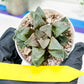 Haworthia White Widow or Bai Guafu (H6G) | Imported Succulent